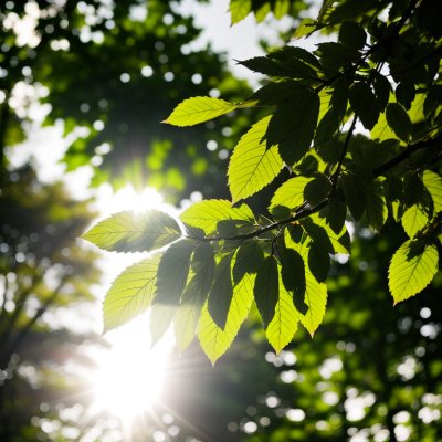 green leaves, tree, summer day, nature, clear sky, sunlight, greenery, freshness, foliage, macro, bright light, fresh air, ecology, tranquility, leaf, organic, outdoor, peaceful, sunny, love for nature, gardening