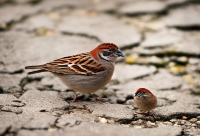sparrow, cobblestone, bird, urban environment, celtic paving, mac wallpaper, background, nature, plant, animal, wallpaper 4k, free wallpaper, desktop backgrounds, windows wallpaper, free background, laptop wallpaper, detailed, 4k wallpaper 1920x1080, 4k wallpaper, close-up, cool backgrounds, feathers, wallpaper hd, environment, light, beautiful wallpaper, spring, full hd wallpaper, hd wallpaper, outdoors, detail, floral background, gray, brown