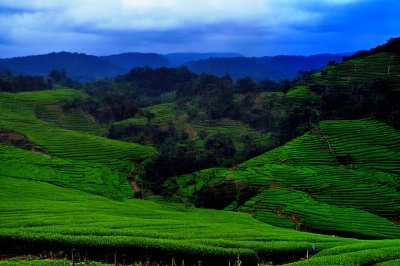 tea plantation, green hills, nature, hilly terrain, agriculture, fog, cool, blue sky, forest, southeast asia, leaf wall, landscape, plant, greenery, path, tranquil, green plantations, natural landscape, serene scenery, viewpoint, outdoor