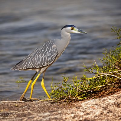 yellow-crowned night heron, bird, wildlife, crab, eating, nature, heron, ornithology, water, summer, rocky shore, prey, feeding, grey, yellow legs, birds on shore, marine life, hunting, natural ecosystem, bird beaks