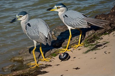yellow-crowned night heron, bird, wildlife, crab, eating, nature, heron, ornithology, water, summer, rocky shore, prey, feeding, grey, yellow legs, birds on shore, marine life, hunting, natural ecosystem, bird beaks