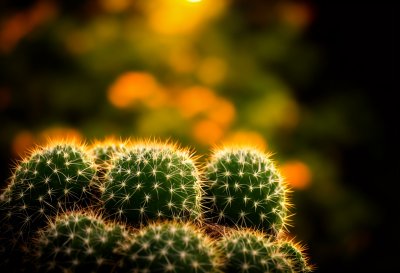 cactus, nature, plant, thorn, garden, cultivation, macro, detail, spiky, arid, light, green, desert, sun, drought-tolerant, spines, colors, natural light, botany, traditional, outdoor