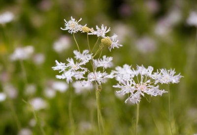 wild carrot, flower, nature, wildflower, background, summer, detail, macro, queen anne's lace, daucus carota, meadow, artistic, delicate, garden, flora, flower detail, seasonal, tall, natural design