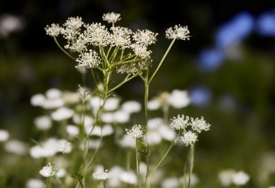 wild carrot, nature, wildflower, flower close-up, delicate, field, fresh, summer, beautiful, macro photography, inflorescence, backlight, garden, creamy color, plant, macro, artistic, green, blurry, bright