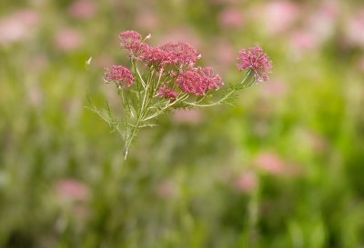 wild carrot, plant, floral background, nature, wildflower, white flower, flower phase, green, beautiful wallpaper, summery, macro, close-up, bud opening, abstract, soft light, background, delicate, inflorescence, hoverfly, outdoor, botany, pollen