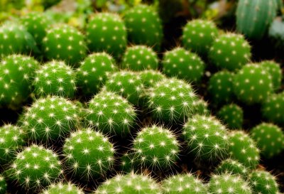 cactus, nature, plant, thorns, succulents, landscape, green, botany, desert, drought, natural beauty, density, wild, natural habitat, sharp, arid region, climate, exotic plants, ecosystem, desert plants