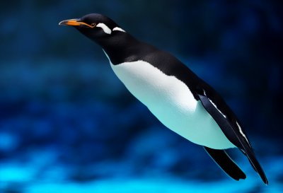 penguin, swimming, water, aquarium, diving, animal, underwater, summer, nature, see, life, bird, exhibit, day, intense blue, entertainment, natural, colorful, tourist, arrival