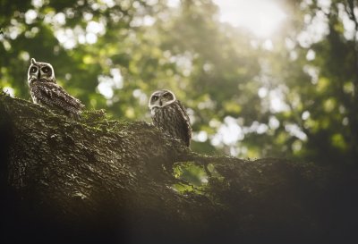 owl, chick, tree, forest, wilderness, camouflage, foliage, moss, survival, nature, daylight, branch, hidden, tail, yellow, youth, lonely, fledgling, feathers, sight, song