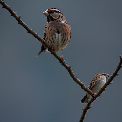 sparrow, animal, nature, wildlife, ornithology, feathers, beak, spring, perched, species, fauna, birds, branch, blue sky, lawn, blossoming branch, garden, beauty, natural environment, tranquility