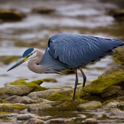 heron, nature, bird, wildlife, wading bird, blue heron, rocks, water, beach, birdwatching, beak, fishing, wings, bay, gray, foraging, quiet, natural habitat, nature observation