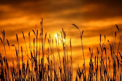 sunset, nature, dusk, sky, sun, grass, orange, silhouette, calm, serenity, coast, evening, western horizon, countryside, haze, dawn, golden hour, warmth, tranquil