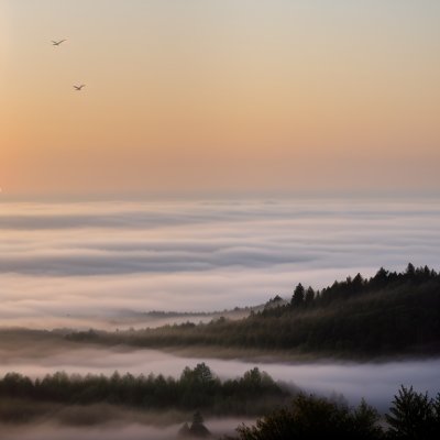 dawn, birds, fog, landscape, trees, morning, sky, inspiration, calm, panorama, light, nature, silence, daybreak, idyll, mist, peaceful, scenic, ecology, view