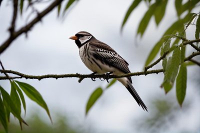 bird, nature, wildlife, ornithology, plumage, avian, beak, feathers, birdwatching, perched, long-tailed tit, branches, leaves, sitting bird, small bird, black and white, summertime, beauty of nature, green leaves, blue sky