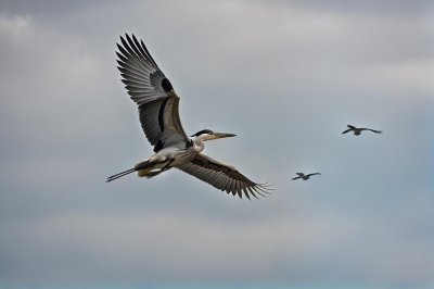 bird, nature, wildlife, ornithology, flight, heron, flying, wings, feathers, gray, blue sky, landscape, leisure, wild, birdie, birdwatching, animal, ecosystem