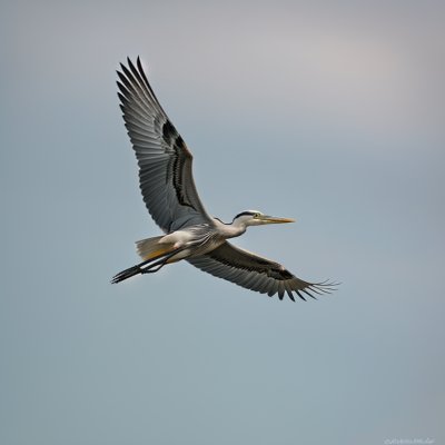 bird, nature, wildlife, ornithology, flight, heron, flying, wings, feathers, gray, blue sky, landscape, leisure, wild, birdie, birdwatching, animal, ecosystem