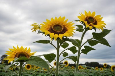 sunflower, nature, summer, yellow, blue sky, gardening, landscape, natural beauty, agriculture, botany, sunny weather, outdoor, growth, sunflower field, blooming, sunlight, flowering plant, ecology, tall plants, sun, orange