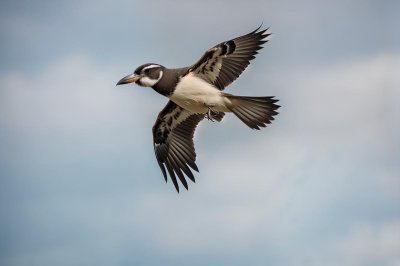 bird, nature, wildlife, ornithology, feathers, beak, birdwatching, seabird, flight, flying, puffin, blue, sky, lofty, wings, north atlantic, northern seabirds, orange beak, windy, blue sky, for spotting
