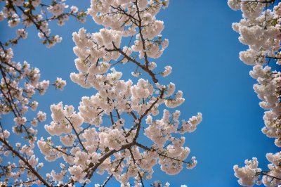 blossoming tree, spring blossoms, blue sky, inflorescence, white blossom, spring, natural beauty, garden plant, clematis, botanical beauty, fruit tree, blooming, deciduous, nature, sky, fluffy cloud, garden, green leaves, fresh air