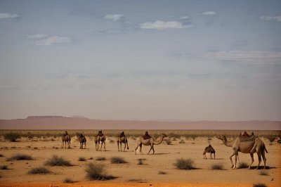 desert, camel, savanna, africa, sky, dry, nature, panorama, travel, landscape, solitude, space, adventure, exotic, horizon, isolated, calm, warmth, leisure
