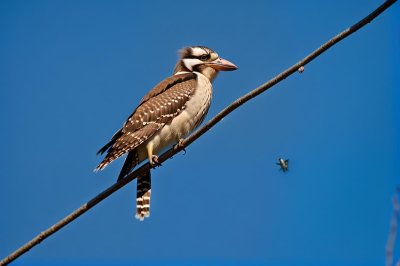 laughing kookaburra, bird, nature, wire, blue sky, perching, ornithology, wildlife, birds on wire, beak, avifauna, daylight, landscape photography, eyes, animal, outdoor, feathers, ecosystem, australian fauna