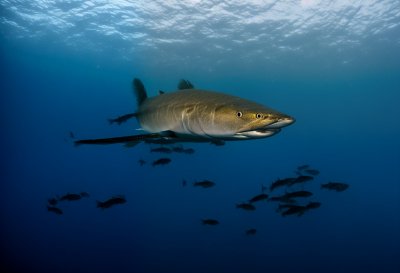 barracuda, school of fish, predatory fish, red sea, nature, underwater, diving, water, blue, close-up, underwater world, underwater photography, animal, ocean, deep sea, barracuda school, shadow, coral reef, movement, environment, clean