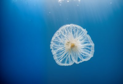 jellyfish, blue, diving, underwater, photography, rays, sea, crown jellyfish, marine biome, clear water, ocean, bioluminescence, winged algae, light, soft-bodied animals, nature, water world, quiet, depth, calm ocean