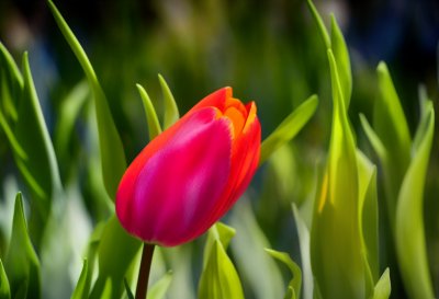 tulip, spring, garden, flower, colorful, petals, botany, flora, horticulture, green background, blooming, pair, outdoor, red, close-up, fresh, serenity, beautiful, red-gold