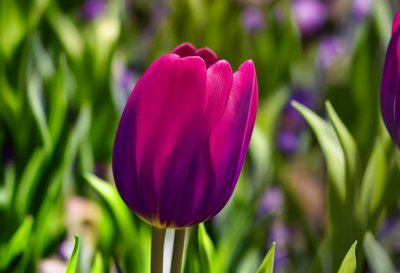 tulip, purple, bloom, spring, garden, flower, colorful, horticulture, pink, petals, floriculture, botany, beautiful, outdoor, green, calm, nature, background, flowering, vibrant