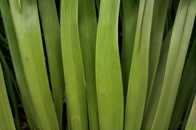 palm leaf, texture, tropical, summer, mediterranean, fan palm, palm, leaf veins, green, yellow, close-up, colorful stripes, natural motif, line pattern, still life, biology, aesthetics, green leaf, details, biomass