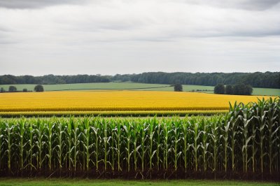 farm, corn, field, summer, nature, landscape, agriculture, horizon, countryside, building, trees, summer afternoon, echinacea field, harvest, village, grain, opening, rural landscape, grass, houses, panorama