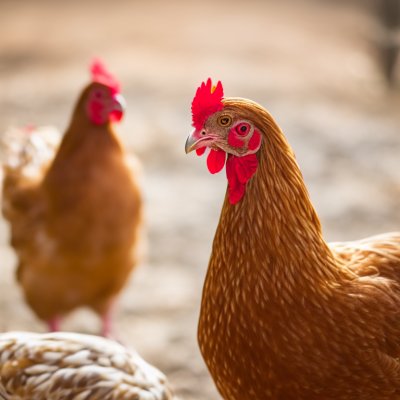 chicken, animal, farming, henhouse, free-range, red, white tail, rural, nature, walking, feather, brown shade, pet, beak, bird, leisure, age group, energetic, plant