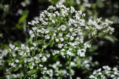 angelica, plant, nature, botany, flower, growth, inflorescence, fresh, green, background, ornament, natural, field, summer, wild, ecology, outdoor