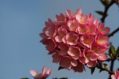 peach blossoms, spring, blooming, flowers, plant, petals, branch, pink, flora, nature, garden, blue sky, flower photography, clear day, outdoors, fragile, decorative, romantic, clouds, insects