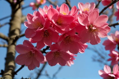 peach blossoms, spring, blooming, garden, flowers, petals, branch, pink, flora, detail, nature, summery, beauty, agriculture, plant, fruit, horizontal, outdoor, romantic, spring flowers