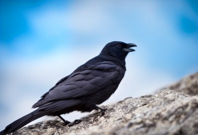 alpine chough, bird, animal, fauna, ornithology, feathers, beak, legs, blue sky, natural environment, black, yellow beak, close-up, bird species, mountains, high-altitude bird, summer, leisure, clear day, wild