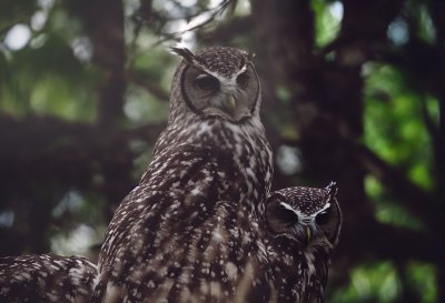 owl, animal, zoo, brown, feather, wood, reed, nature, bird, big eyes, daylight, enclosure, close-up, fur, nocturnal creature, wings, raptor, calm, ears