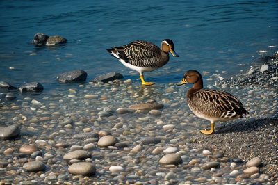 duck, feathers, waterfowl, lake, shore, pebbles, small stones, mallard, animal, nature, bird, sunshine, bright, outdoor, resting, zoo, wild, calm, coast, relaxation, beach
