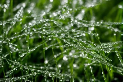 dew, nature, grass, morning, drops, macro, green, meadow, water, mist, sunrise, lighting, fresh, outdoor, calm, clear, scenery, beauty, details, texture, natural beauty, morning peace