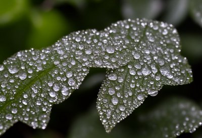 morning dew, plant, macro photography, water droplets, meadow flowers, green color, plant texture, light and shadow, highly detailed, nature, morning, dew droplets on leaves, shallow depth of field, colors of nature, flower, rural setting, detailed nature, pink color, borage, summer theme