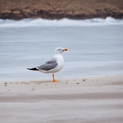 seagull, shell, beach, nature, ocean, animal, food, seabird, walking, sand, atlantic, coast, feed, stone, france, environment, rainy, gleam, gray, horizon