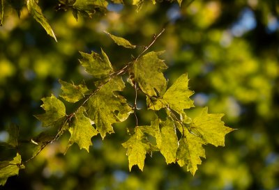 leaves, nature, chestnut, tree, autumn, green, sunlight, macro, leaf vein, natural light, spring, beauty, environment, texture, peace, leaf structure, simplicity, clear, details