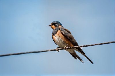 barn swallow, swallow, bird, wire, line, nature, summer, clouds, blue sky, songbird, hirundo rustica, serene, animal, feathers, plumage, outdoors, fauna, graceful