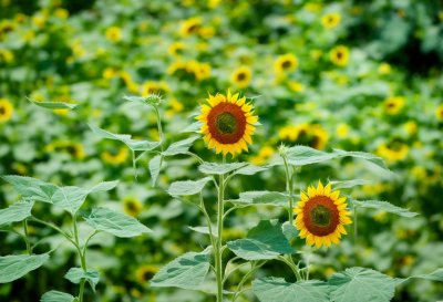 sunflower, green, nature, flower background, plant, beautiful flowers, flower, detail, bud, leaves, wild, macro, flower wallpaper, garden, focused, close-up, natural, sharp, outdoor, fresh, unopened, botany