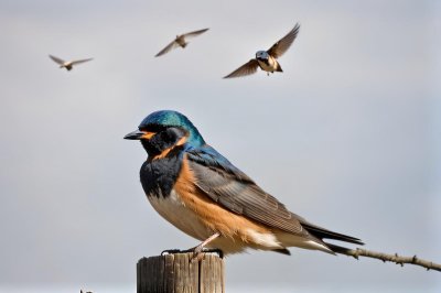barn swallow, bird, birdwatching, nature, songbird, feathers, small bird, wildlife, feather color, bird photography, spring, flying, beautiful bird, country bird, landing, countryside, blue-black, insect, beak