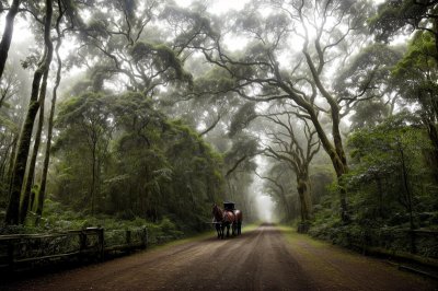 horse carriage, nature, forest, path, trees, rainforest, natural landscape, tour guide, ecotourism, tranquility, traditional, cart, decision, space for reflection, outdoors, botany, covered with vegetation, tiger, adventure, dense branching