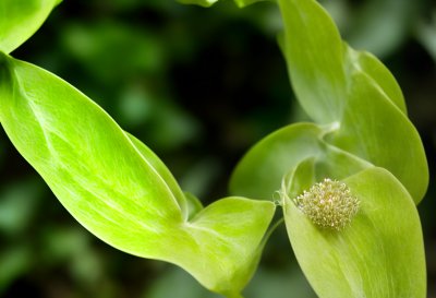 dutchman's pipe