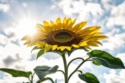 sunflower, heavenly blue, summer flower, green leaves, outdoors, nature, blue sky, summer day, botany, sunflower field, sunny, beauty, flower head, flower photography, plant, detail, clear, peaceful, sunshine, pumpkin family, hope