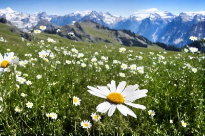 mountains, daisy, meadow flower, alps, nature, summer, hiking, idyllic, view, flower, grass, grassy, lake, panoramic, mountaintop, travel, rural, botany, flora, hiking trail, tourist season