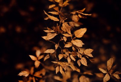 dry, leaves, nature, gold, light, texture, beauty, summer, natural, dazzling, curve, art, bristle, life, fragility, organism, plants, vintage, abstract