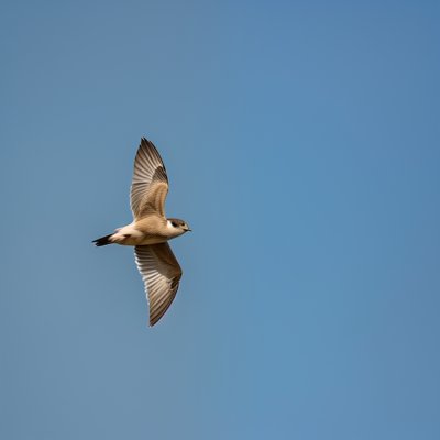 sand martin, bird, flying, blue sky, feathers, wildlife, brown, freedom, sunny, nature